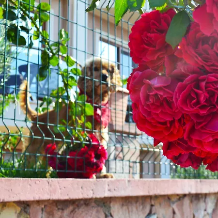 Hotel Cunda Giritlioglu Adult Only 2*